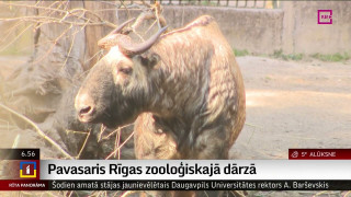 Rīgas zooloģiskajā dārzā dzīvnieki bauda pavasari