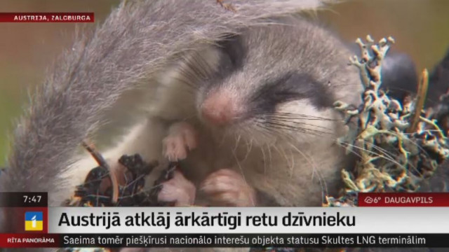 Austrijā atklāj ārkārtīgi retu dzīvnieku