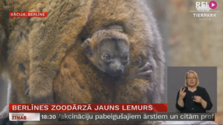 Berlīnes zoodārzā jauns lemurs