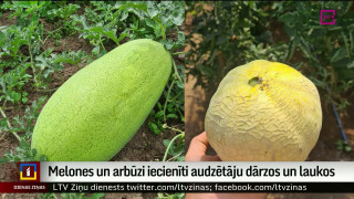 Melones un arbūzi iecienīti arī dārzos Latvijā