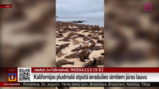 Kalifornijas pludmalē atpūtā ieradušies simtiem jūras lauvu