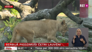 Serbijā piedzimuši četri lauvēni