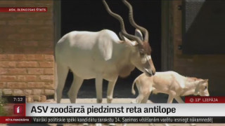 ASV zoodārzā piedzimst reta  antilope