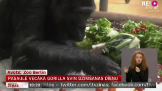 Pasaulē vecākā gorilla svin dzimšanas dienu