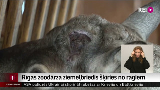 Rīgas zoodārza ziemeļbriedis šķīries no ragiem