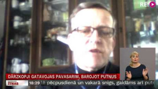 Dārzkopji gatavojas pavasarim, barojot putnus