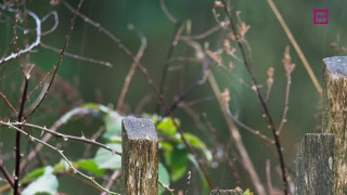 Dārza pasakas. Kas tas par troksni? Dokumentāla filma sērijās bērniem