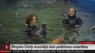 Pingvīns Čārlijs Austrālijā sācis peldēšanas nodarbības