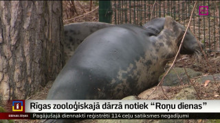 Rīgas zooloģiskajā dārzā notiek «Roņu dienas»