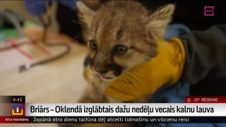 Oklendā izglābta dažas nedēļas veca kalnu lauva