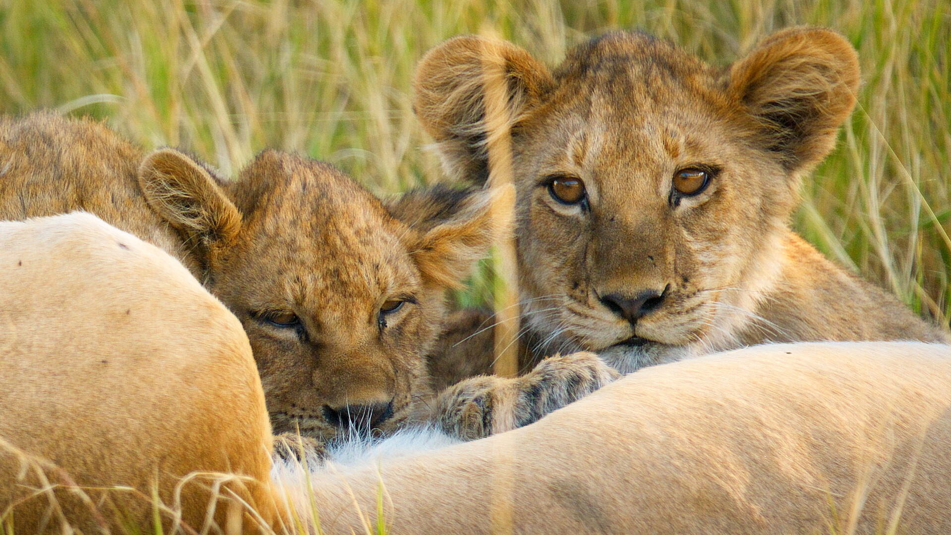 Okavango lielie kaķi raidījuma attēls