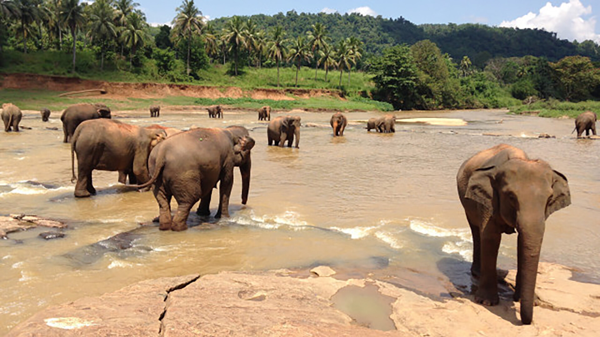 Šrilanka. Ziloņiem pa pēdām